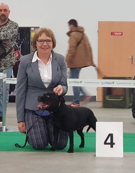 EXTRA'S LEGACY Domidar Dogs