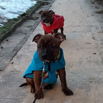 Ziggy i Zoya