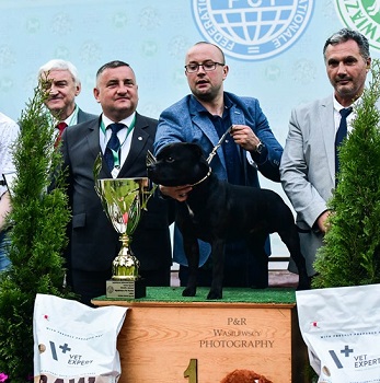 TOMMY GUN Stawka Większa niż Życie