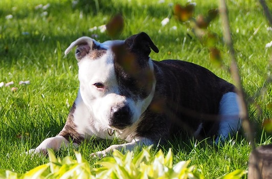 DŻUMA Stawka Większa niż Życie