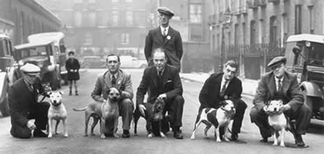 Crufts 1939. Od lewej do prawej: Coronation Scot (Mr Roberts); Tough Guy (Henry Melling); Ch. Midnight Gift (Mr H. Beilby); Ch Lady Eve, pierwsza suczka Champion (Joe Dunn); and Ch. Gentleman Jim, pierwszy pies Champion (Joe Mallen). Mr H. Pegg, sędzia, właściciel zdjęcia. Photo: H. Robinson.