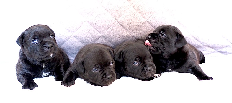 4 weeks