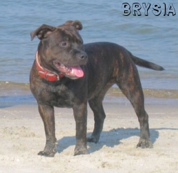 BRYSIA Stawka Większa niż Życie