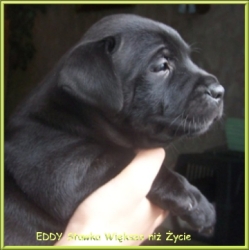 EDDY