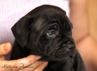 KORTEZ Stawka Większa niż Życie