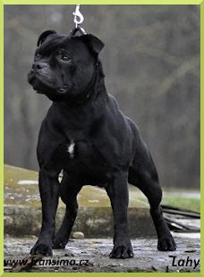 Trufflestaff BONITI BOHANI