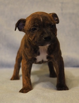 ZIGGY