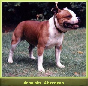 CH Armunk Aberdeen