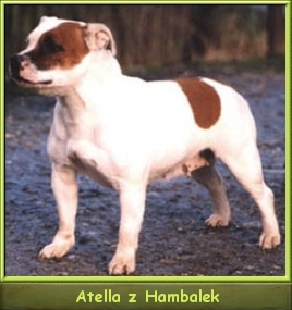 Junior Ch. Ch.CZ ATELLA z Hambalek