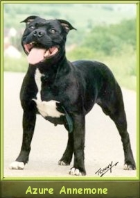 I.Ch. Ch.PL,SK,Ger,VDH Azure Annemone vom Beauty Domicil