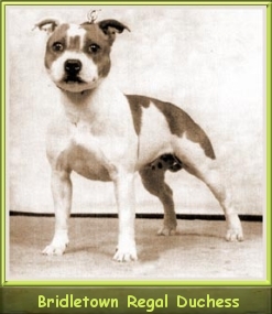 Bridletown Regal Duchess