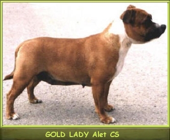 GOLD LADY Alet CS