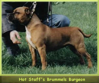 Hot Staff's Brummell's Burgeon