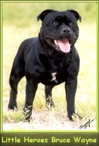 Ch.Fr.Lux. Little Heroes Bruce Wayne 