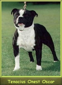 Ch.  TENACIUS Onest Oscar