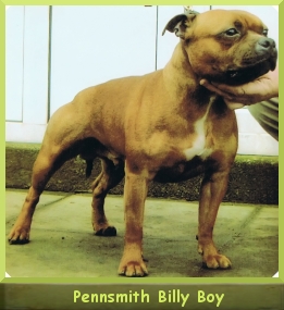 Pennsmith Billy Boy