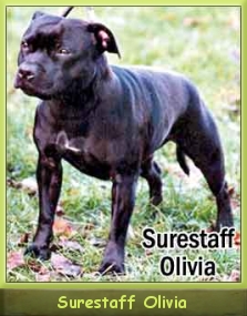 Int.Ch. Surestaff Olivia