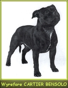 Ch.Ger,VDH Wyrefare Cartier Bensolo 