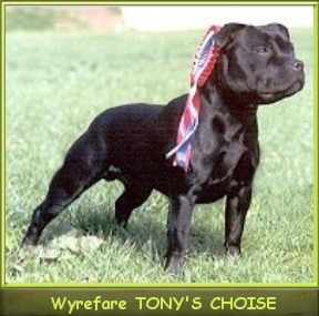  I.Ch. Ch.Lux,VDH Wyrefare Tony's Choice 